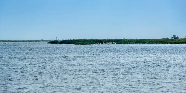 Široký Pohled Dunaj Delta Hejnem Bílých Pelikánů Odessa Region Ukrajina — Stock fotografie