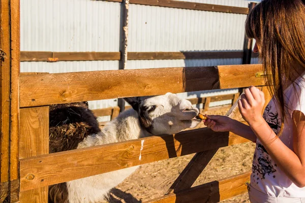 Gros Plan Une Fille Nourrir Lama Blanc Sur Clôture Bois — Photo
