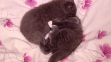 Gri kedicikleri oynayan iki kişinin yakın çekimi.