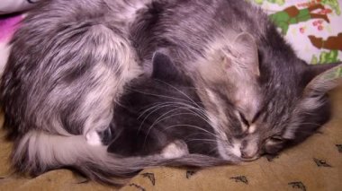 Uyuyan iki küçük sevimli gri kedi ve anne kedinin yakın çekimi.