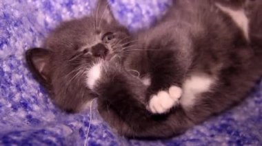 Şirin, gri bir kedi yavrusunun yakın çekimi.