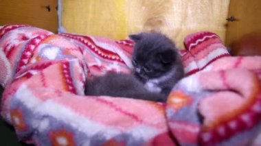 İki sevimli gri kedi yavrusunun yakın çekimi.