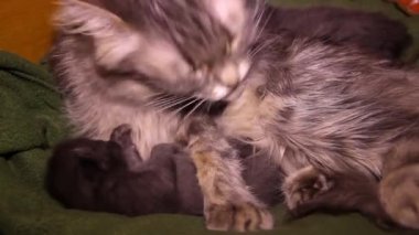 Bir anne kedinin kör kedi yavrusunun yanında yatarken yakın plan görüntüsü.