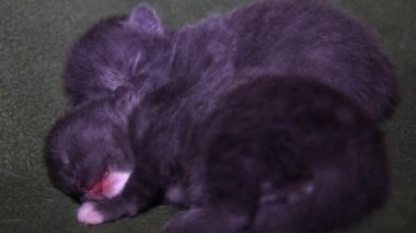 Uyuyan iki küçük şirin gri kedi yavrusuna yakın plan.