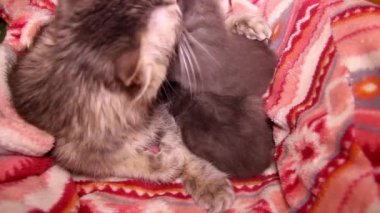 Anne kedinin yakın plan görüntüsü tüylerini yalayarak gri kedisini yıkıyor.