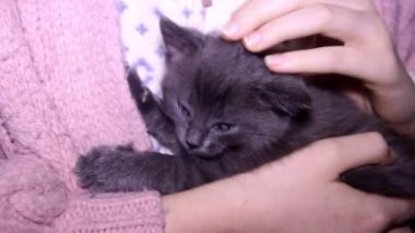 Bir aylık sevimli bir kedi yavrusunun insan eliyle yakın çekimi.