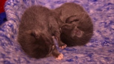 Uyuyan iki küçük şirin gri kedi yavrusuna yakın plan.