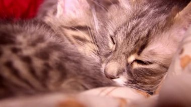 Uyuyan küçük, şirin, çizgili, gri bir kedi ve anne kedinin yakın çekimi.