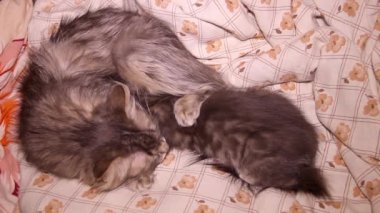 Uyuyan küçük, şirin, çizgili, gri bir kedi ve anne kedinin yakın çekimi.