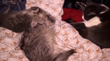 Gri çizgili bir kedinin yakın çekimi anne kedisi ve uyuyan büyük gri ve beyaz baba kedisiyle oynuyor.