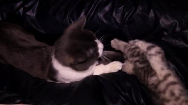 Gri çizgili bir kedinin, büyük gri ve beyaz bir kediyle oynadığı yakın plan çekimi.