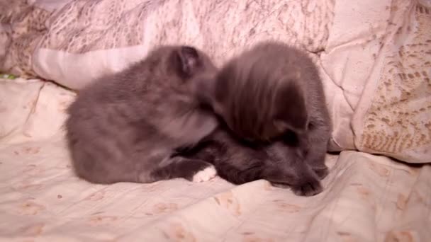 Close Van Een Twee Spelen Schattig Grijs Kittens — Stockvideo