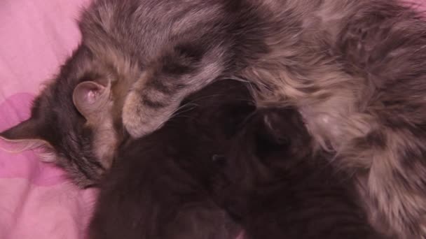 Close Van Een Twee Kleine Grijze Kittens Zuigen Moedermelk Uit — Stockvideo