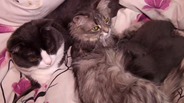 2匹の小さなグレーの子猫が母親のミルクと大きな寝猫を吸う — ストック動画