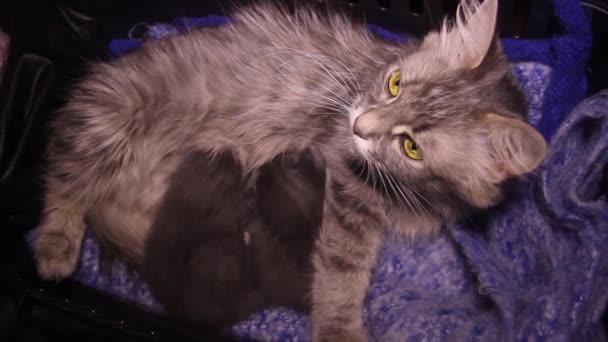 Küçük Gri Kedinin Yakın Çekimi Anne Sütünü Emer — Stok video