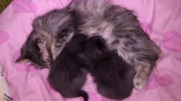 Close Two Small Grey Kittens Suck Mother Milk Breast — Stock Video