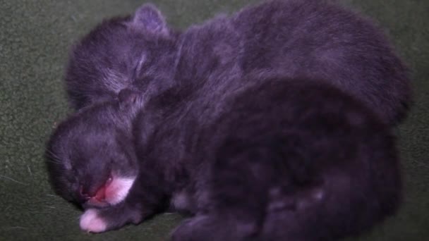 Primer Plano Dos Durmiendo Pequeño Lindo Gris Gatitos — Vídeos de Stock