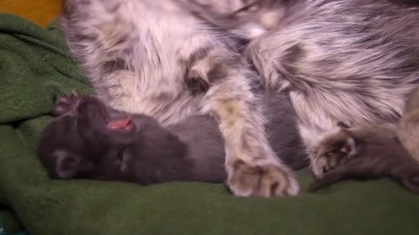 Zbliżenie Widok Matka Kot Pielęgnując Sam Kąpiel Jej Szary Ślepy — Wideo stockowe