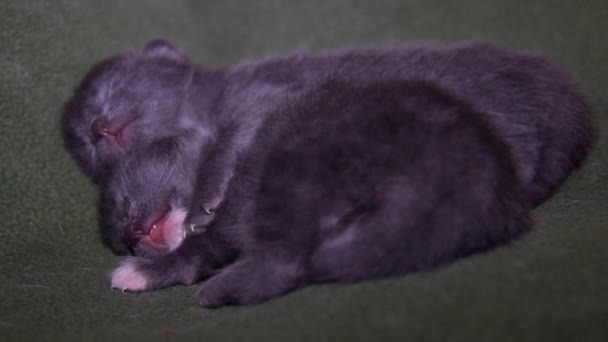 Close Van Een Twee Slapende Kleine Schattige Grijze Kittens — Stockvideo