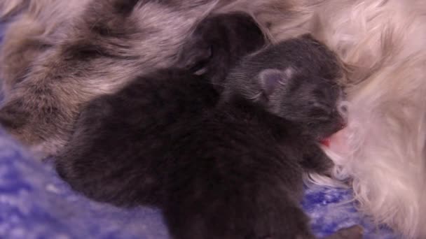 Close Van Een Slapend Klein Schattig Grijs Kitten Moeder Kat — Stockvideo