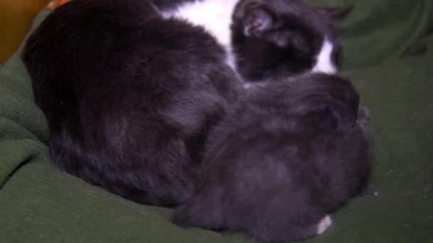 Zbliżenie Dwoma Śpiącymi Małymi Szarymi Kociakami Dużym Kotem — Wideo stockowe