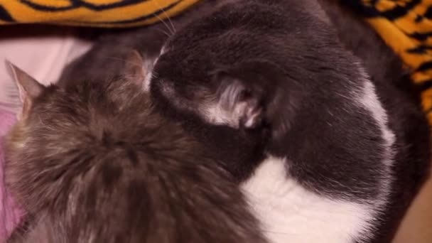 Close Big Grey White Male Cat Lick Grey Female Cat — Stock Video
