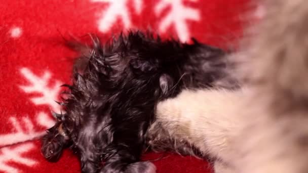 一只湿灰色新生盲猫出生后立即进行特写 — 图库视频影像