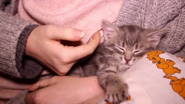 Close Cute One Month Aged Grey Striped Kitten Cat Human — Stock Video