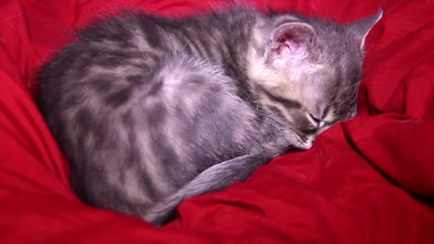 Close Sleeping Small Cute Striped Grey Kitten — Stock Video