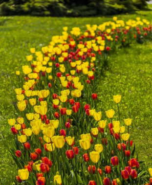 Çayırdaki kırmızı ve sarı laleler.