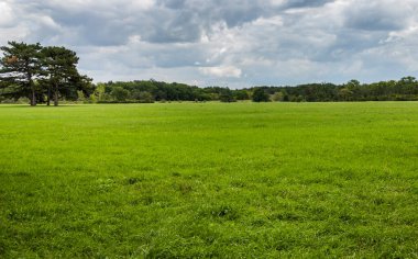 Geniş, yeşil bir çayır.