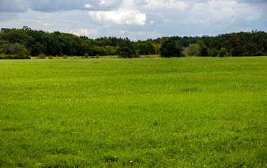 Geniş, yeşil bir çayır.