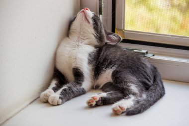 Pencerenin kenarında oturan sevimli, gri bir erkek kedinin yakın çekimi.