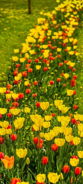 Rzędy Czerwonych Żółtych Tulipanów Łące — Zdjęcie stockowe