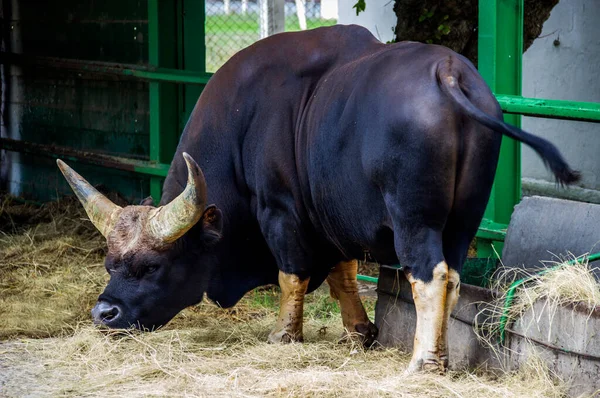 african forest buffalo (syncerus caffer nanus) in the zoo