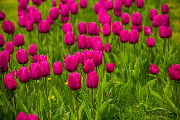Zbliżenie Kwitnących Fioletowych Tulipanów Łące — Zdjęcie stockowe