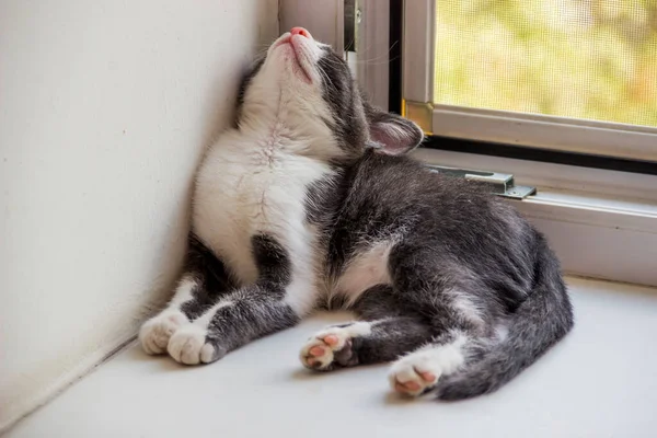 Pencerenin kenarında oturan sevimli, gri bir erkek kedinin yakın çekimi.