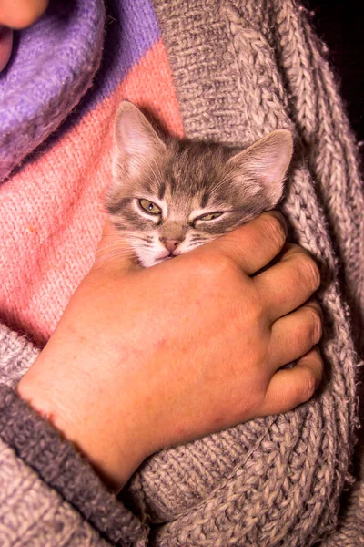 Close Small Gray Kitten Sits Womans Bosom Warm Gray Knitted — Stock Photo, Image