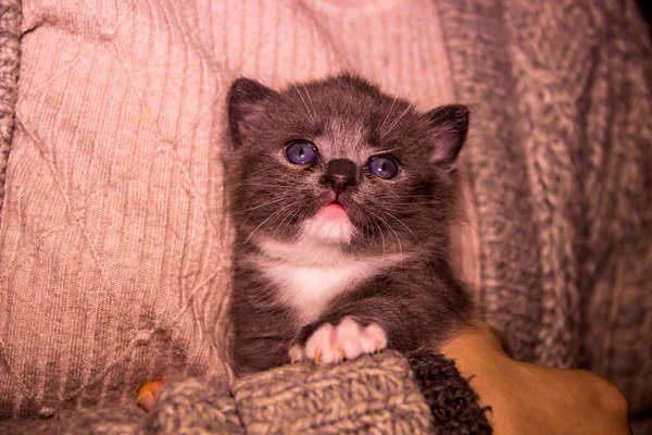 かわいい1ヶ月熟成のグレーの子猫の人間の手によるクローズアップ — ストック写真
