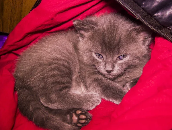 Primer Plano Lindo Gatito Gris Pequeño — Foto de Stock