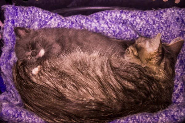 Close Dari Anak Kucing Abu Abu Kecil Lucu Tidur Dengan — Stok Foto