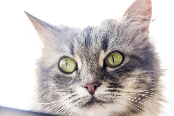 Nahaufnahme Einer Grauen Katze Mit Großen Gelben Augen — Stockfoto