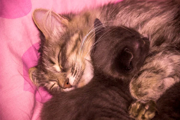 Κοντινό Πλάνο Ενός Μικρού Χαριτωμένου Γκρι Γατάκι Που Κοιμάται Μητέρα — Φωτογραφία Αρχείου