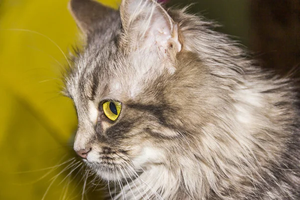 Nahaufnahme Einer Grauen Katze Mit Großen Gelben Augen — Stockfoto