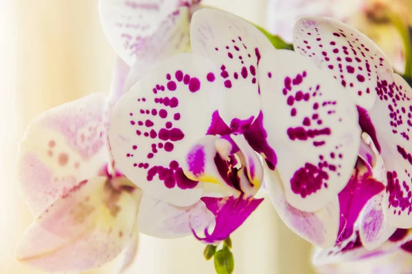 Close Flores Manchadas Florescentes Orquídea Phalaenopsis — Fotografia de Stock