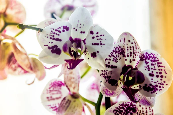 Närbild Blommande Fläckiga Blommor Orkidé Phalaenopsis — Stockfoto