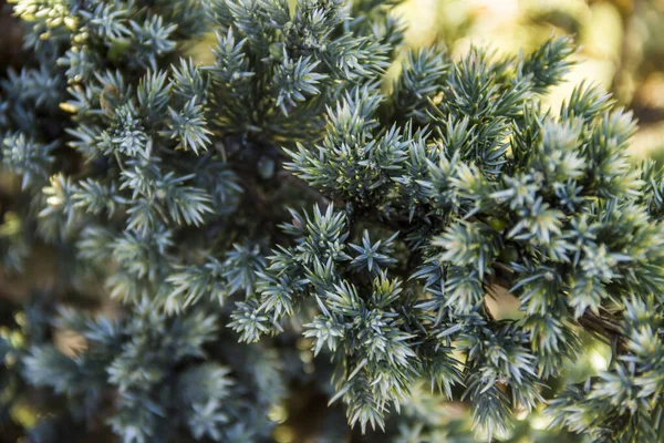 Primer Plano Rama Enebro Llamativo Juniperus Squamata Con Follaje —  Fotos de Stock