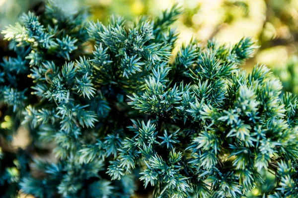 Close Van Twijgvormige Jeneverbes Juniperus Squamata Tak Met Gebladerte — Stockfoto