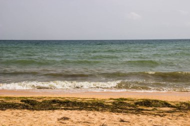 Bir Azov Denizi sahili manzarası. Ukrayna 'da fırtınadan sonra deniz yosunlarından kirlenmiş.