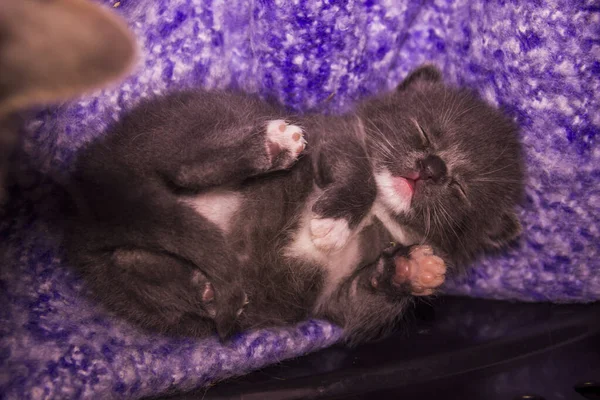 Close Cute Sleeping Small Grey Kitten Cat — Stock Photo, Image